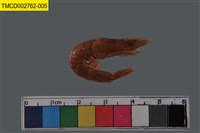 藏品(鬚赤對蝦)的圖片